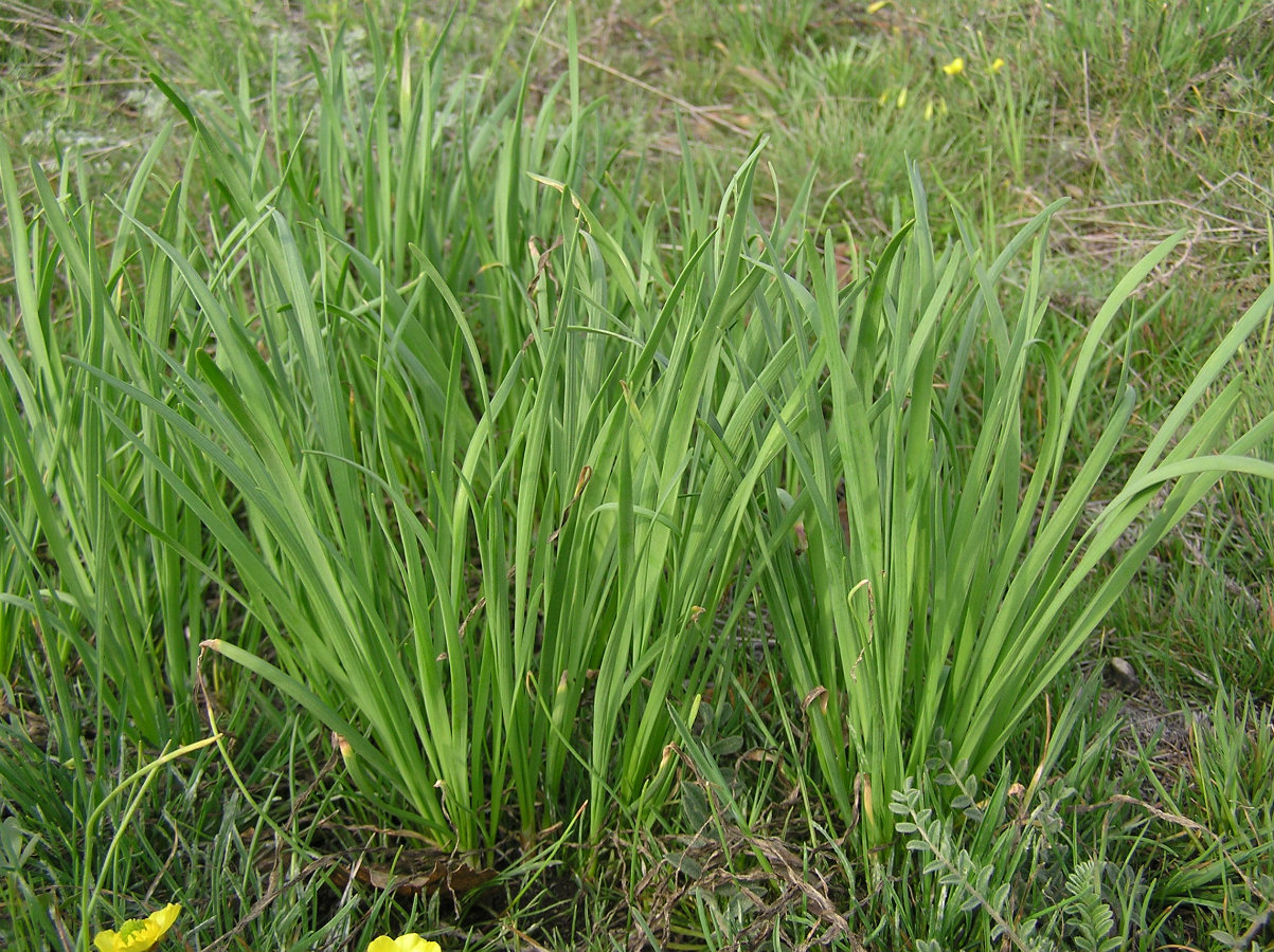 Изображение особи семейство Liliaceae.