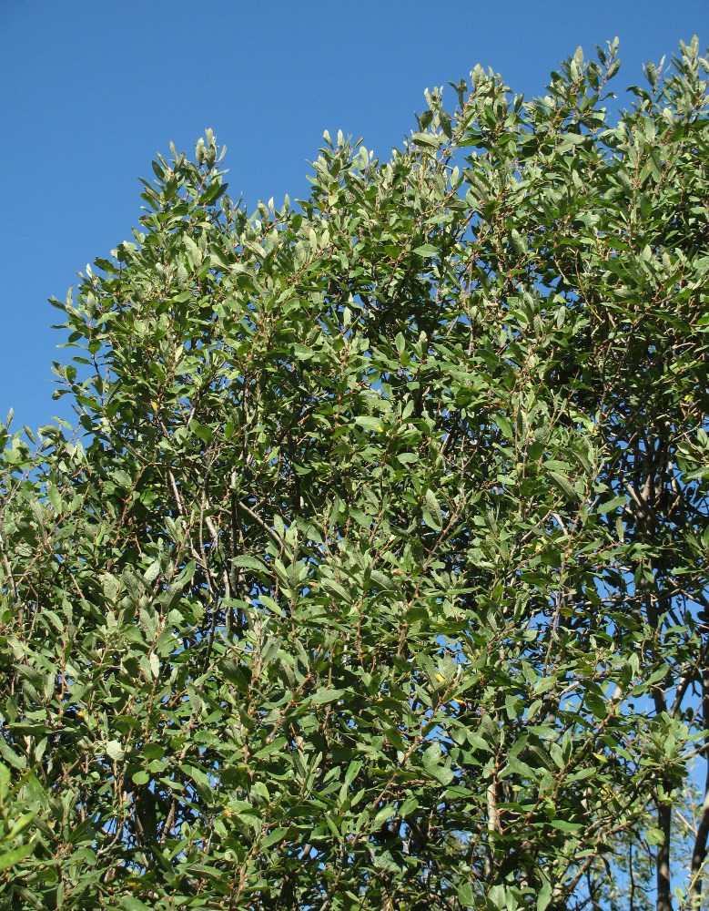Image of Salix cinerea specimen.