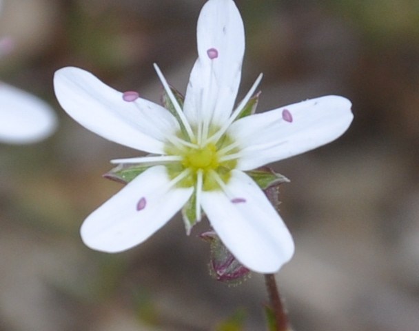 Image of Minuartia hirsuta ssp. falcata specimen.