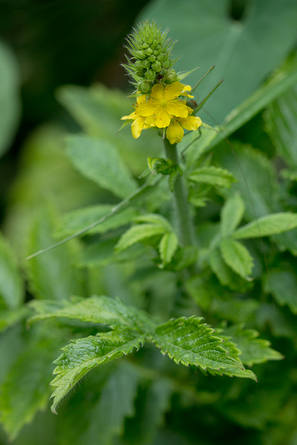 Image of Agrimonia eupatoria specimen.