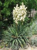 Yucca gloriosa. Цветущее растение. Нидерланды, провинция Groningen, Haren, ботанический сад 'Hortus Haren'. 1 июля 2006 г.