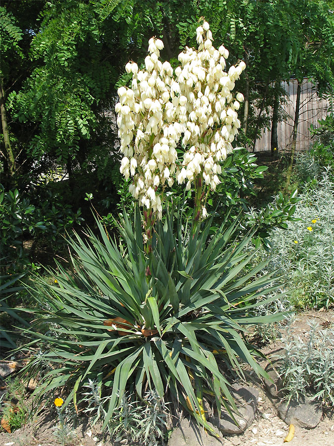 Image of Yucca gloriosa specimen.