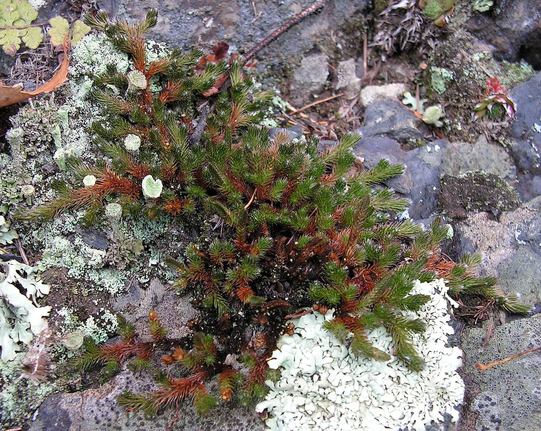 Image of Selaginella rupestris specimen.