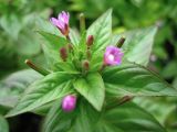 Epilobium glandulosum. Верхушка цветущего и плодоносящего растения. Северные Курилы, о. Парамушир, окр. бухты Майора. Август 2012 г.