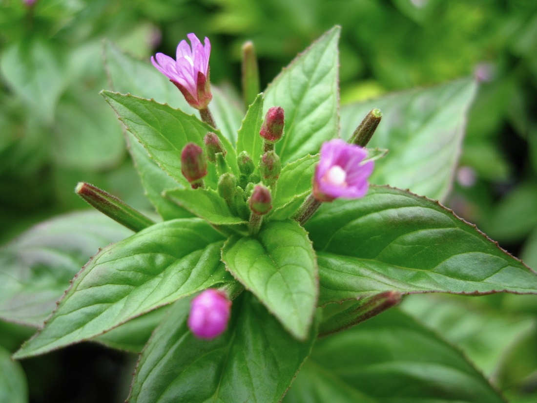 Image of Epilobium glandulosum specimen.