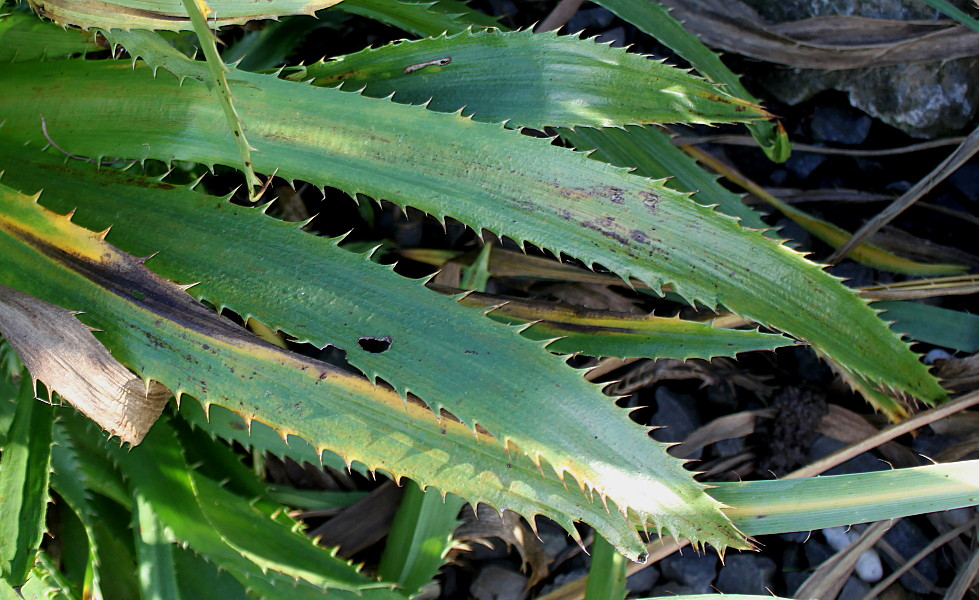 Image of Eryngium monocephalum specimen.