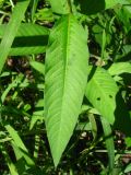 Persicaria lapathifolia