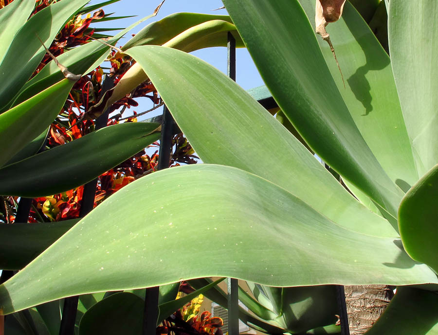 Image of Agave attenuata specimen.