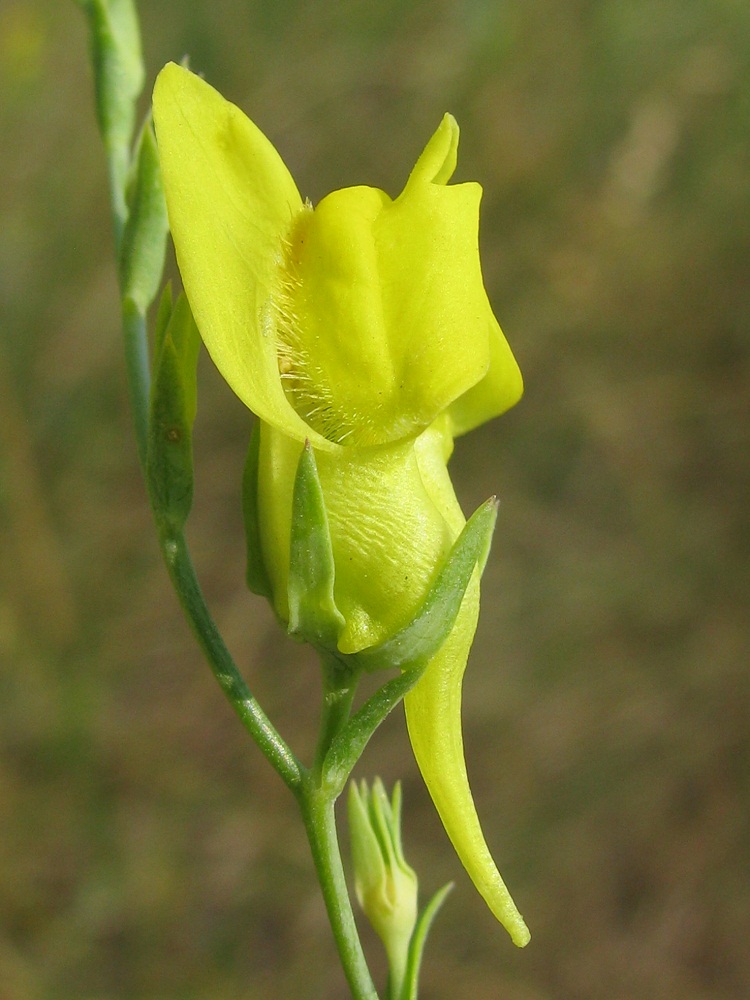 Image of Linaria genistifolia specimen.