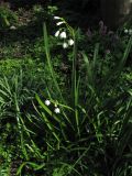 Leucojum aestivum