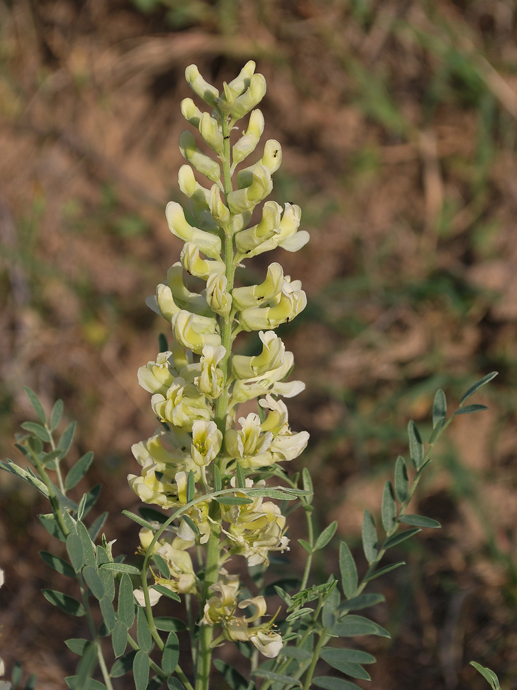 Image of Pseudosophora alopecuroides specimen.