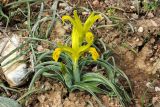 Juno tubergeniana