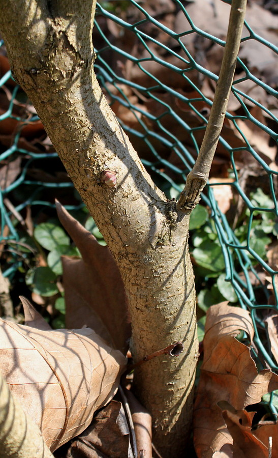 Изображение особи Syringa yunnanensis.