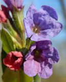 Pulmonaria obscura