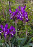 Iris glaucescens