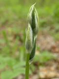 Ornithogalum boucheanum. Бутоны. Украина, Днепропетровская обл., бассейн р. Самары. 02.05.2009.