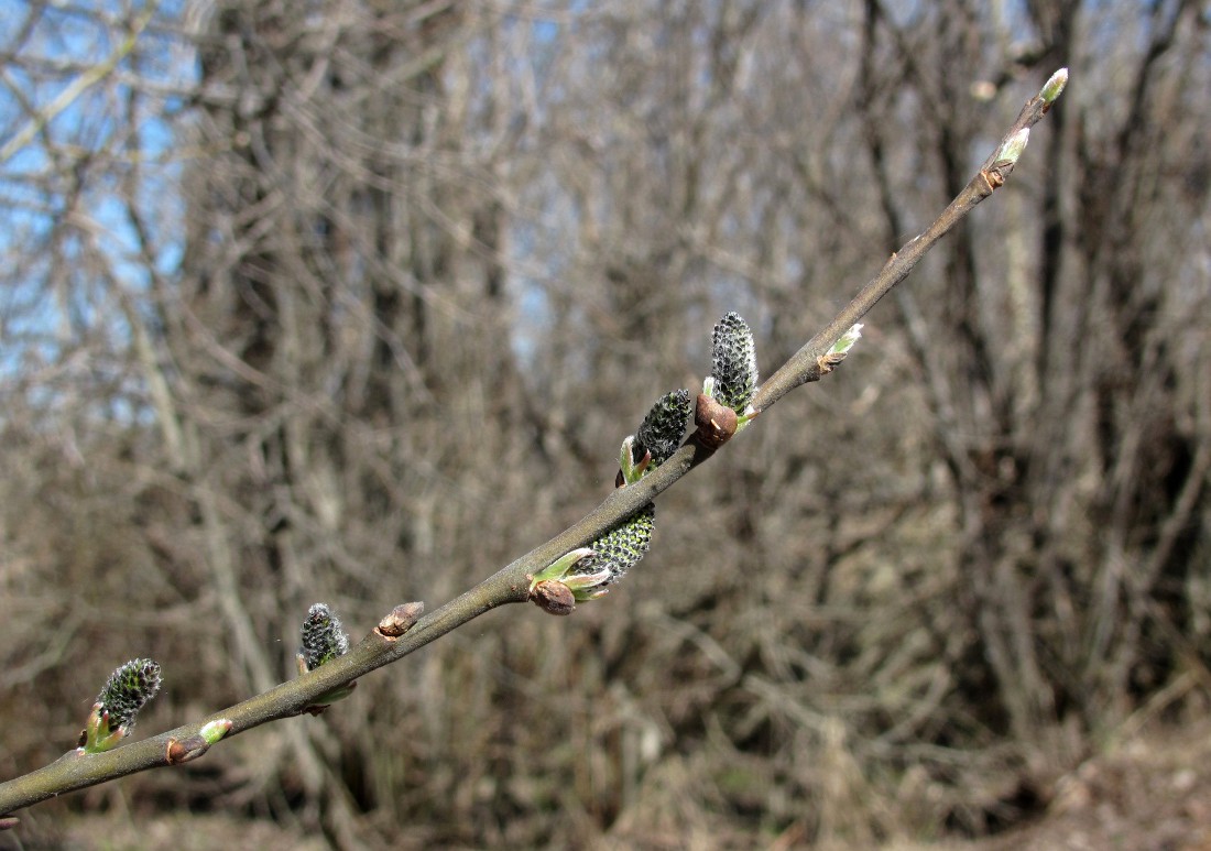 Image of Salix cinerea specimen.