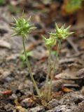 Ceratocephala orthoceras. Плодоносящее растение. Горный Крым, трасса Симферополь - Алушта, обочина. 18 мая 2013 г.