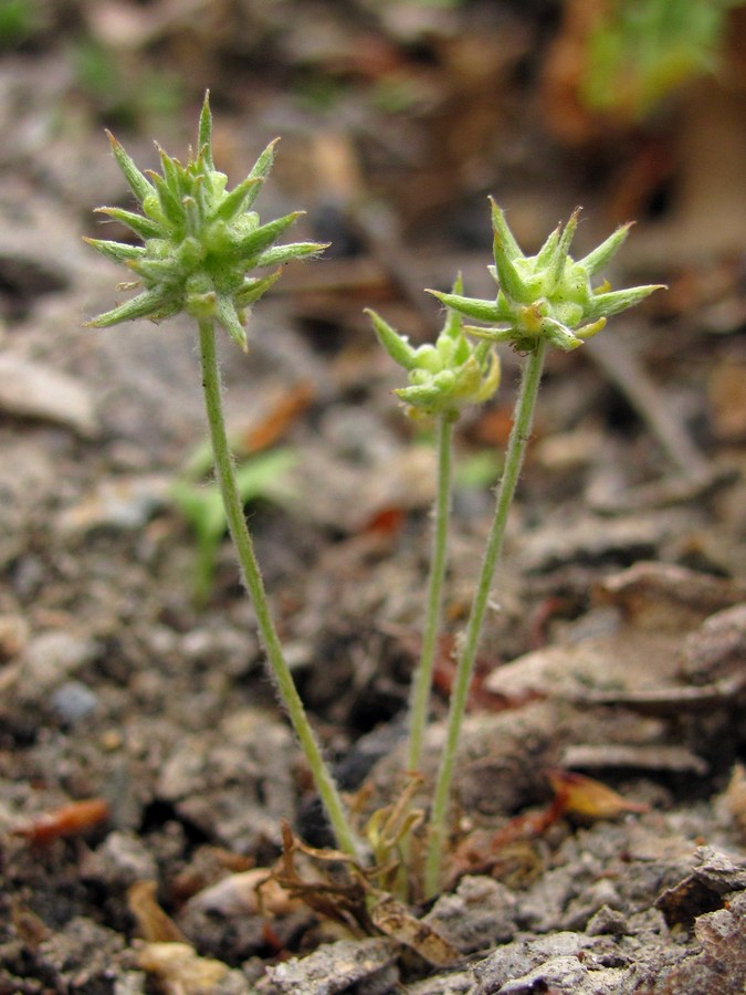 Изображение особи Ceratocephala orthoceras.