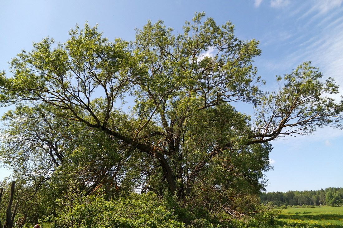 Изображение особи Salix &times; meyeriana.