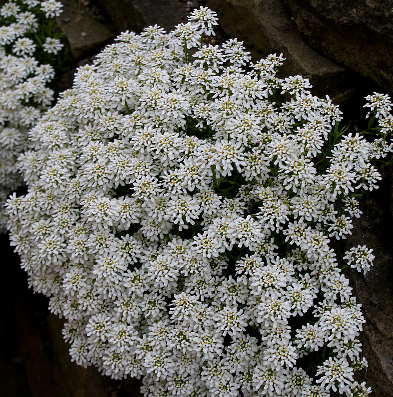 Image of Iberis sempervirens specimen.