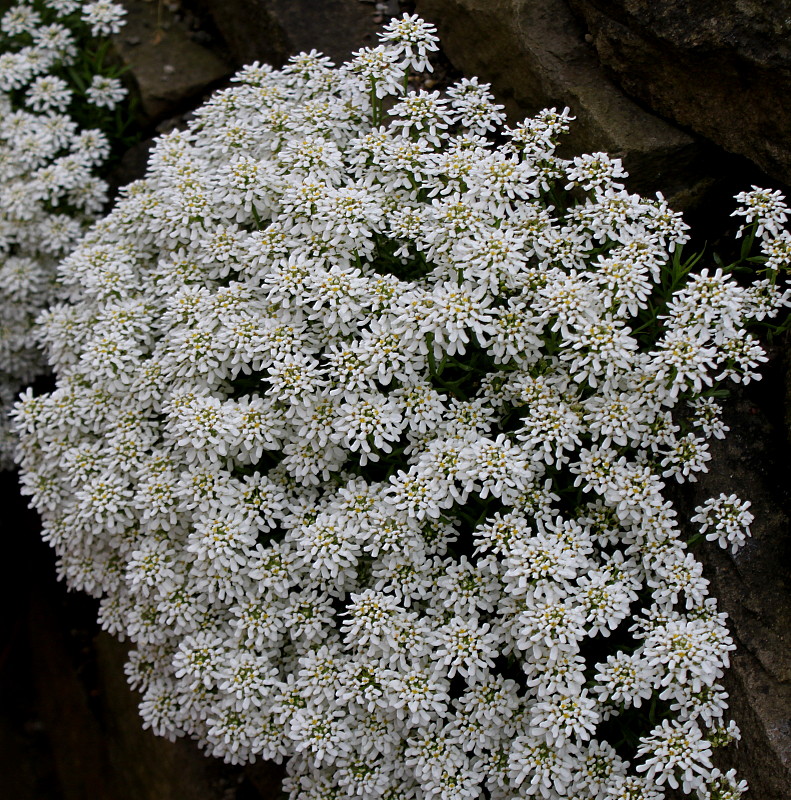 Изображение особи Iberis sempervirens.