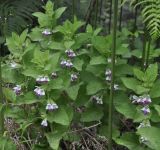 Melittis melissophyllum ssp. albida