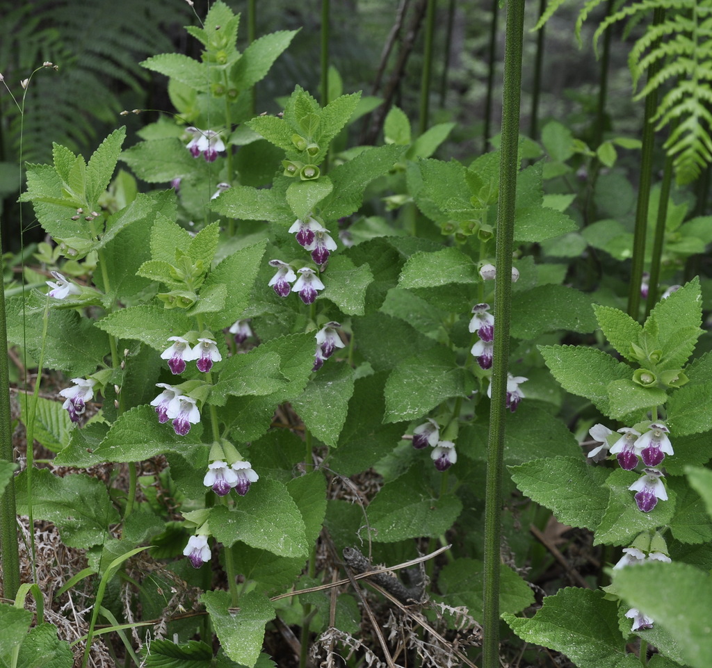 Изображение особи Melittis melissophyllum ssp. albida.