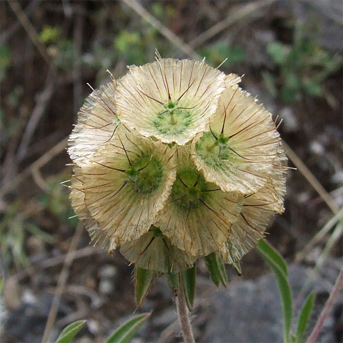 Image of Lomelosia rotata specimen.