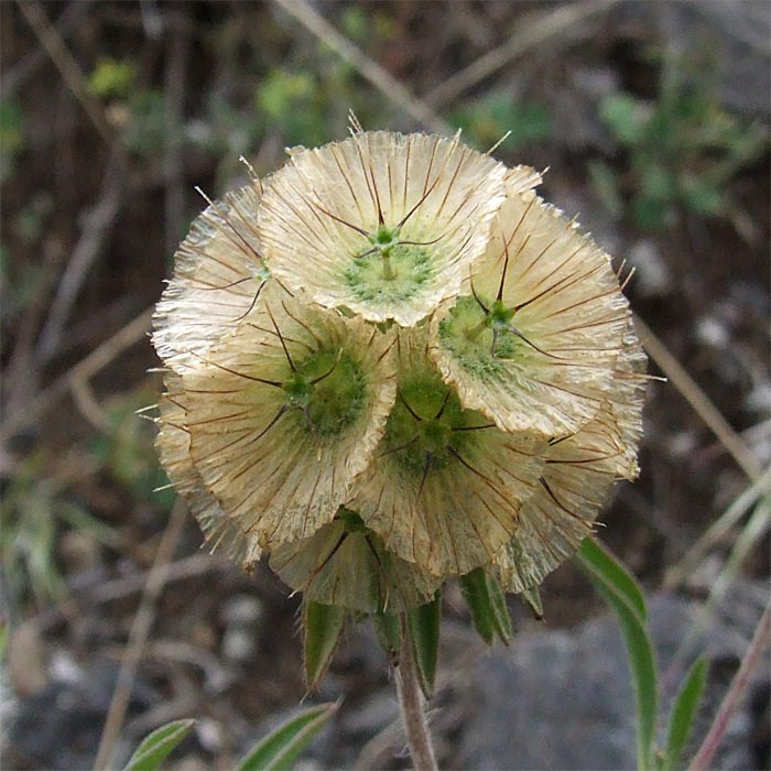 Изображение особи Lomelosia rotata.