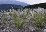 Stipa