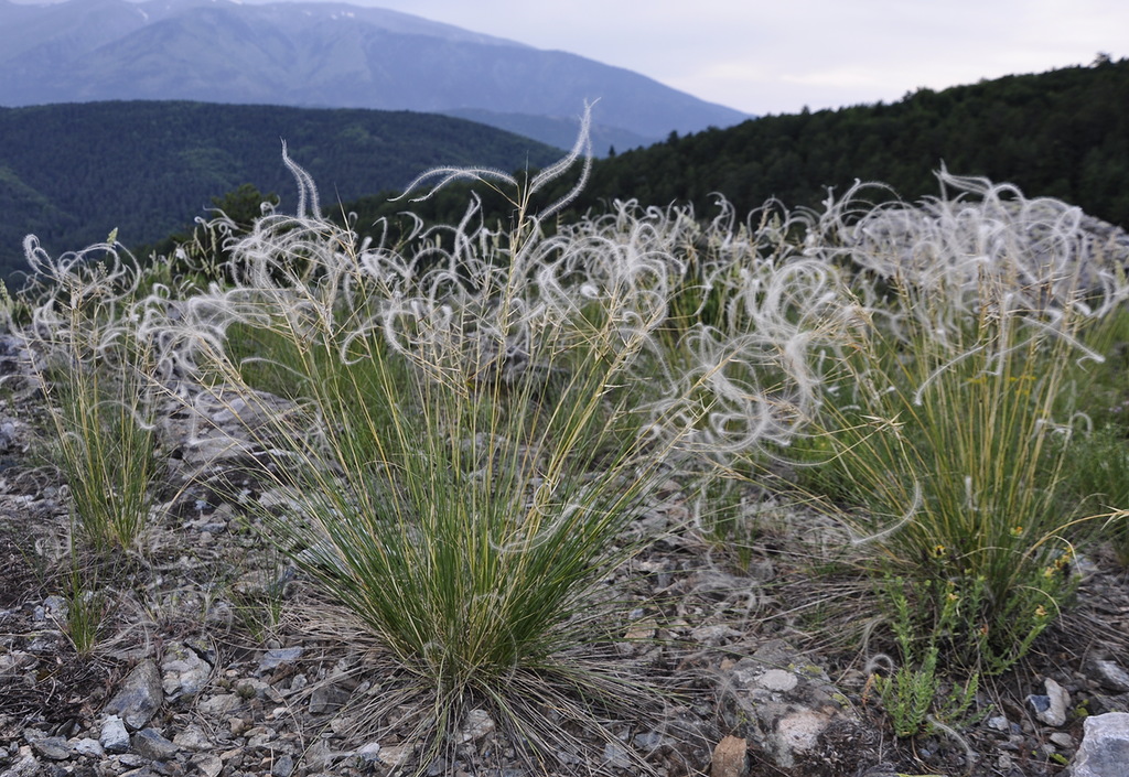 Изображение особи род Stipa.