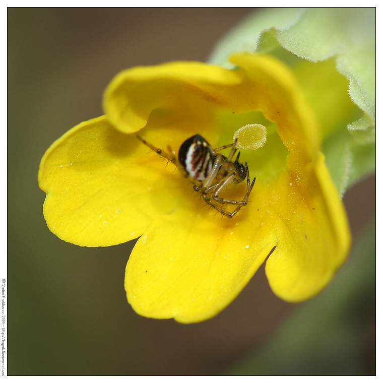 Изображение особи Primula veris.