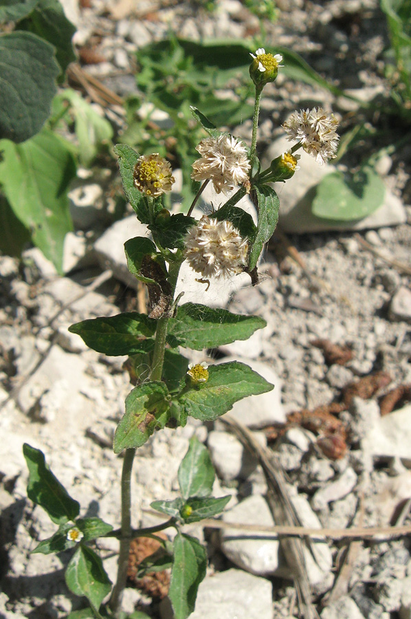 Image of Galinsoga quadriradiata specimen.