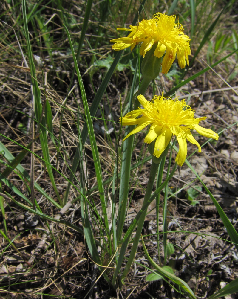 Image of Scorzonera austriaca specimen.