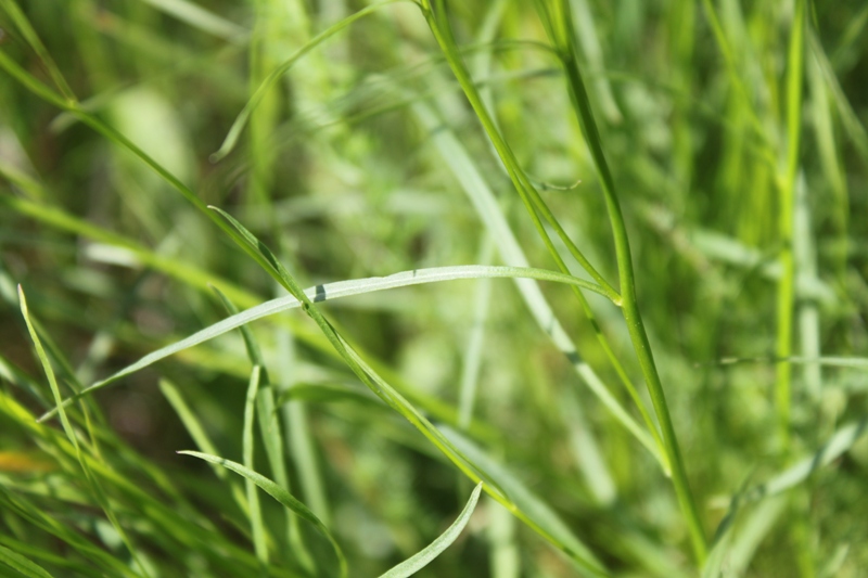 Image of Campanula rotundifolia specimen.