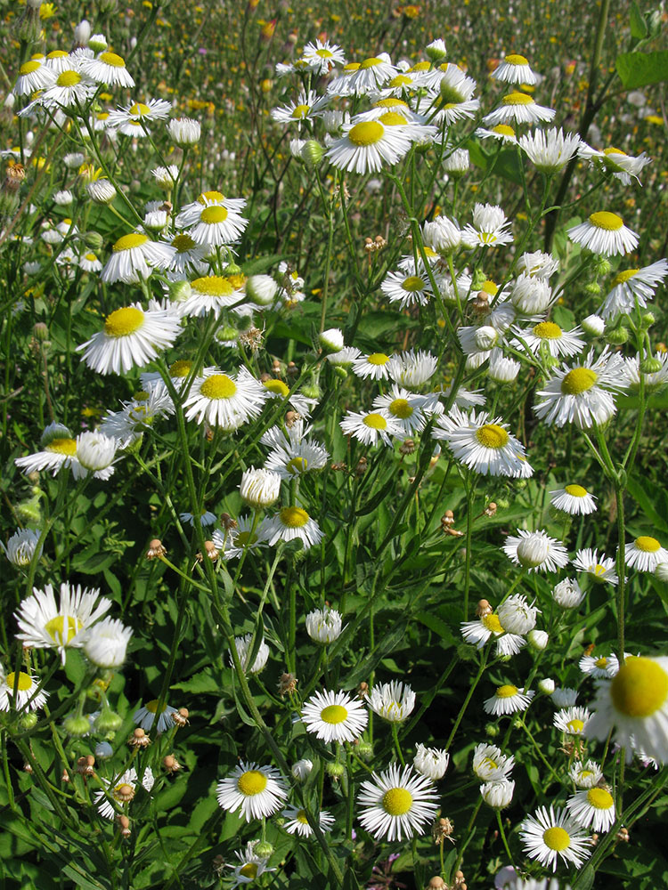 Image of Erigeron annuus specimen.