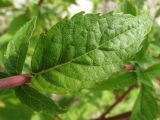 Eupatorium cannabinum. Лист. Краснодарский край, окр. г. Геленджик, прибрежная гора, каменистый склон. 31.07.2013.
