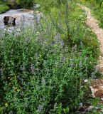 Nepeta grandiflora