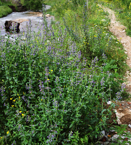 Image of Nepeta grandiflora specimen.