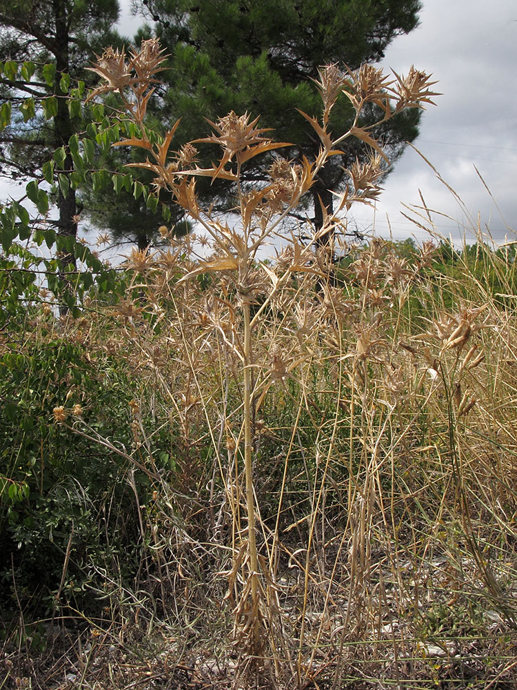 Image of Carthamus glaucus specimen.