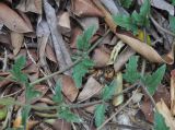 Tridax procumbens