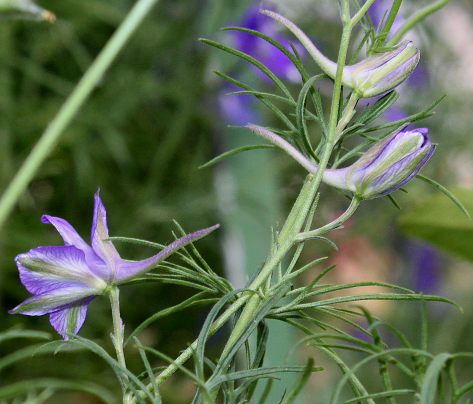 Image of Delphinium ajacis specimen.