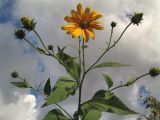 Helianthus tuberosus