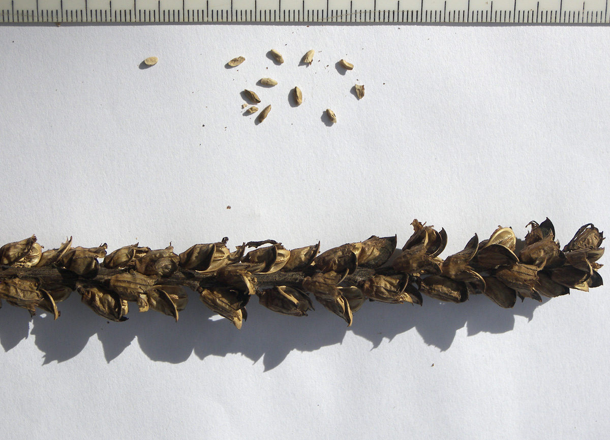 Image of Pedicularis daghestanica specimen.