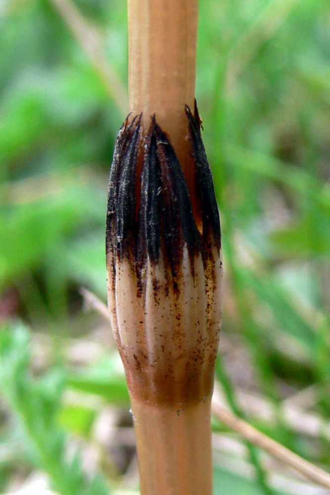 Изображение особи Equisetum arvense.