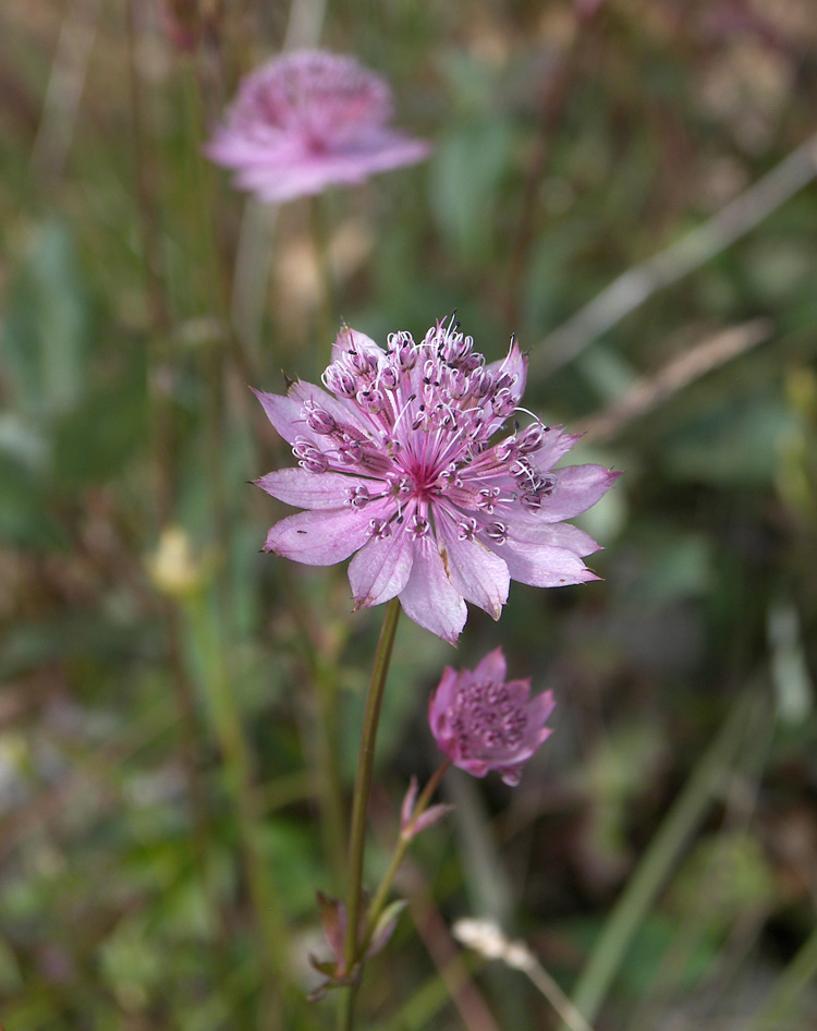 Image of Astrantia trifida specimen.