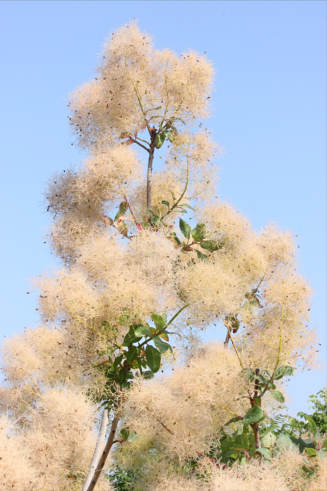 Image of Cotinus coggygria specimen.