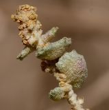 Atriplex halimus