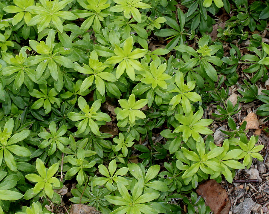 Image of Galium odoratum specimen.